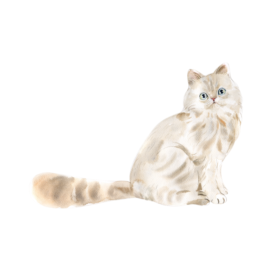 ねこ